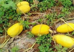 网红的瓜产自哪里,探寻网络红人背后的故事